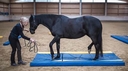 CAVALLO EquiGym CAVALLO EquiGym