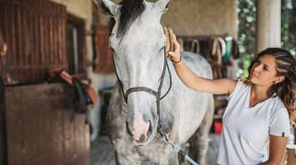 Reitbeteiligung, Pflegebeteiligung, Pferd putzen, Putzzeug, Fellpflege, Schimmel Ein Mädchen putzt den Schimmel vor dem Reiten mit einer Bürste