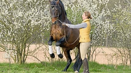 CAVALLO Jedes Pferd kann das Piaffieren lernen CAVALLO Jedes Pferd kann das Piaffieren lernen