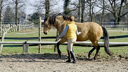 CAVALLO Jedes Pferd kann das Piaffieren lernen CAVALLO Jedes Pferd kann das Piaffieren lernen