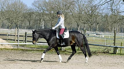CAVALLO Jedes Pferd kann das Piaffieren lernen CAVALLO Jedes Pferd kann das Piaffieren lernen