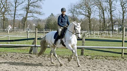 CAVALLO Jedes Pferd kann das Piaffieren lernen CAVALLO Jedes Pferd kann das Piaffieren lernen