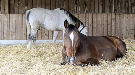 CAVALLO Ergebnisse der Stallbewertungen von BestTUPferd CAVALLO Ergebnisse der Stallbewertungen von BestTUPferd