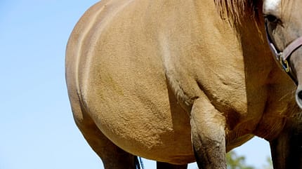 CAVALLO Ergebnisse der Stallbewertungen von BestTUPferd CAVALLO Ergebnisse der Stallbewertungen von BestTUPferd