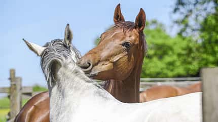 CAVALLO Ergebnisse der Stallbewertungen von BestTUPferd CAVALLO Ergebnisse der Stallbewertungen von BestTUPferd
