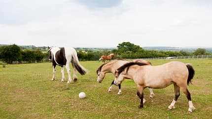 Pferde Spielzeug, Weide, Koppel, Fußball für Pferde, Pferde Beschäftigung, Herde, Pferde spielen, Spieltrieb Pferde spielen auf der Weide mit einem Fußball