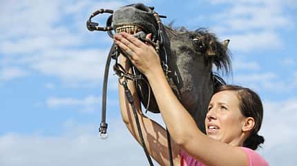 CAVALLO Ridersplaining, Urvertrauen, soziale Kontakte, Zusatzfutter, Gebiss anlegen CAVALLO Ridersplaining, Urvertrauen, soziale Kontakte, Zusatzfutter, Gebiss anlegen