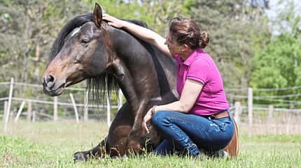 CAVALLO Freie Kommunikation, Frau streichelt liegendes Pferd CAVALLO Freie Kommunikation, Frau streichelt liegendes Pferd