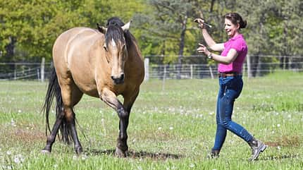 CAVALLO Freie Kommunikation, Freiarbeit CAVALLO Freie Kommunikation, Freiarbeit