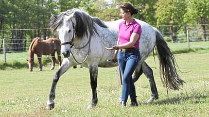 CAVALLO Freie Kommunikation, Freiarbeit CAVALLO Freie Kommunikation, Freiarbeit