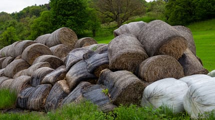 vergammeltes Heu, Rundballen, verdorbenes Heu, schimmeliges Heu, verregnete Heuernte, Heu Vergammelte Heuballen auf einem Haufen