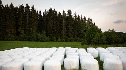 Heulage, Heu, Heuballen, Silage, Heuernte, Pferdefutter Heulageballen auf dem Feld vor einer Waldlichtung