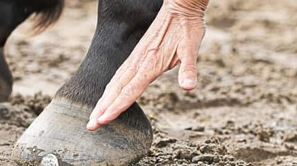 CAVALLO Vielseitig, Geländetraining, Hand am Huf und liest Faszienspannung ab CAVALLO Vielseitig, Geländetraining, Hand am Huf und liest Faszienspannung ab