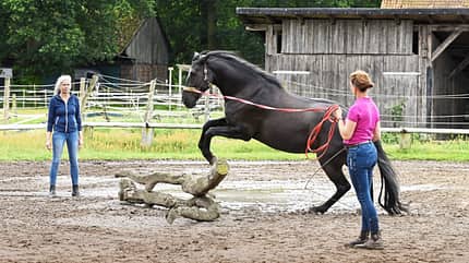 CAVALLO Vielseitig, Geländetraining, Pferd an Longe springt im Galopp über einen Baumgeäst, Galoppsprung CAVALLO Vielseitig, Geländetraining, Pferd an Longe springt im Galopp über einen Baumgeäst, Galoppsprung