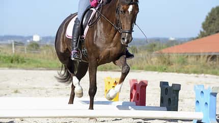 CAVALLO Schub-und-Tragkraft, Reiterin und Pferd reiten über Cavaletti CAVALLO Schub-und-Tragkraft, Reiterin und Pferd reiten über Cavaletti