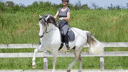 CAVALLO Schub-und-Tragkraft, Auf kleiner Kreislinie tritt der Schimmel mehr unter und nimmt Last auf CAVALLO Schub-und-Tragkraft, Auf kleiner Kreislinie tritt der Schimmel mehr unter und nimmt Last auf