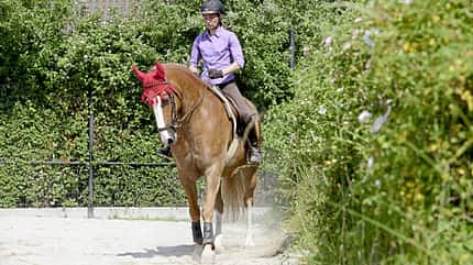 CAVALLO Schub-und-Tragkraft, Seitengänge wie das Schulterherein CAVALLO Schub-und-Tragkraft, Seitengänge wie das Schulterherein
