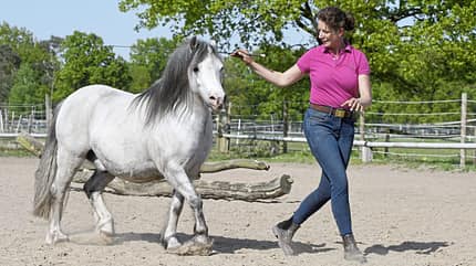 CAVALLO Ponypower, Schimmel Pony Ruby in Freiheitsdressur, Pony folgt Frau CAVALLO Ponypower, Schimmel Pony Ruby in Freiheitsdressur, Pony folgt Frau