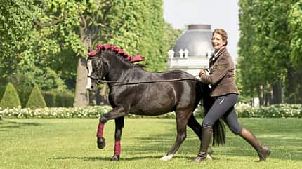 CAVALLO Ponypower, Wallach Pony ist geschmückt für einen Auftritt. Er galoppiert am Langen Zügel CAVALLO Ponypower, Wallach Pony ist geschmückt für einen Auftritt. Er galoppiert am Langen Zügel