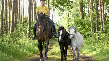 CAVALLO Ponypower, Ausritt mit Pferd und Ponys im Wald CAVALLO Ponypower, Ausritt mit Pferd und Ponys im Wald