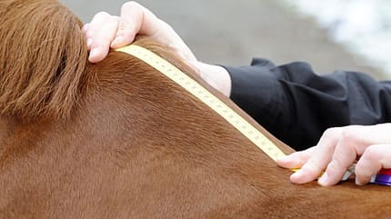 CAVALLO Pferdedecken-Spezial, Deckenlänge korrekt messen, Maßband am Widerrist CAVALLO Pferdedecken-Spezial, Deckenlänge korrekt messen, Maßband am Widerrist