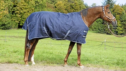 CAVALLO Pferdedecken-Spezial, blaue Decke auf braunem Pferd CAVALLO Pferdedecken-Spezial, blaue Decke auf braunem Pferd
