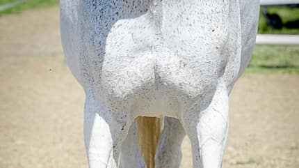 CAVALLO Horse Tensegrity Training, Biotensegrität, Pferdebrust, Brustkorb, Schimmel