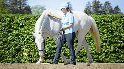 CAVALLO Horse Tensegrity Training, Biotensegrität, Schimmel an Longe, Person drückt Pferd am Hals