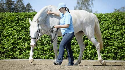 CAVALLO Horse Tensegrity Training, Biotensegrität, Schimmel an Longe, Person drückt Pferd am Hals