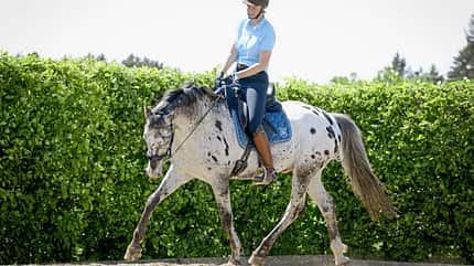 CAVALLO Horse Tensegrity Training, Biotensegrität, geschecktes Pferd geht im Schritt und wird mit inneren Hilfen zum Biegen gebracht