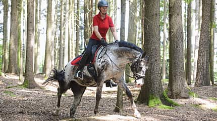 CAVALLO Horse Tensegrity Training, Biotensegrität, geschecktes Pferd und Reiterin reiten im Schritt durch Wald über unebenen Boden