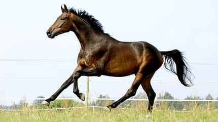 CAVALLO Horse Tensegrity Training, Biotensegrität, braunes Pferd galoppiert über Koppel, Weide