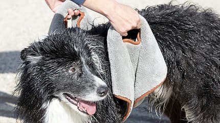 CAVALLO Himmlisch für Putzteufel, Mikrofaser-Tücher von fens, nasser Hund hängt in Mikrofasertuch