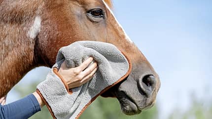 CAVALLO Himmlisch für Putzteufel, Mikrofaser-Tücher von fens, Pferdekopf wird an Wange mit Mikrofasertuch abgewischt