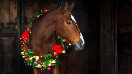Weihnachten, Pferde Fotoshooting, Weihnachtsmotiv, Pferd mit Weihnachtskranz, Geschenke für Reiterinnen Braunes Pferd mit Weihnachtskranz um den Hals