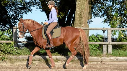CAVALLO Neu denken, feiner lenken, Reiterin beim Aussitzen auf Reitbahn CAVALLO Neu denken, feiner lenken, Reiterin beim Aussitzen auf Reitbahn