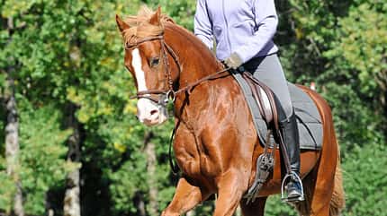 CAVALLO Neu denken, feiner lenken, Reiterin und braunes Pferd im Galopp CAVALLO Neu denken, feiner lenken, Reiterin und braunes Pferd im Galopp