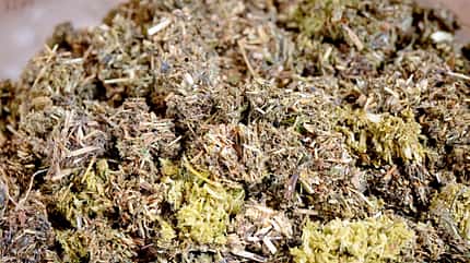 CAVALLO Heuflakes-Test, in gequollenen Heuflakes werden Pflanzenfasern deutlich sichtbar CAVALLO Heuflakes-Test, in gequollenen Heuflakes werden Pflanzenfasern deutlich sichtbar