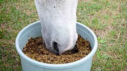 CAVALLO Heuflakes-Test, Pferdemaul von weißem Pferd in Eimer mit Heubrei, Schimmelmaul futtert aus Eimer CAVALLO Heuflakes-Test, Pferdemaul von weißem Pferd in Eimer mit Heubrei, Schimmelmaul futtert aus Eimer