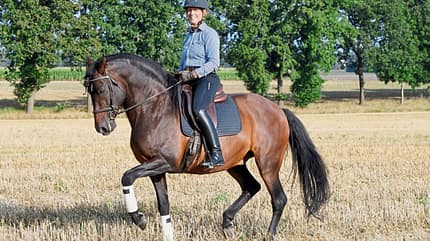 CAVALLO Spiel mit Energie-Kicks und Gelassenheit, Piaffe im Gelände CAVALLO Spiel mit Energie-Kicks und Gelassenheit, Piaffe im Gelände