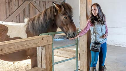 CAVALLO Höflich auf Click, Clickertraining, Frau hält Hand mit Leckerli dem Pony hin im Stall CAVALLO Höflich auf Click, Clickertraining, Frau hält Hand mit Leckerli dem Pony hin im Stall