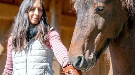 CAVALLO Höflich auf Click, Clickertraining, Frau hält Futter in der Hand im Handschuh, Pferd knabbert an Faust CAVALLO Höflich auf Click, Clickertraining, Frau hält Futter in der Hand im Handschuh, Pferd knabbert an Faust