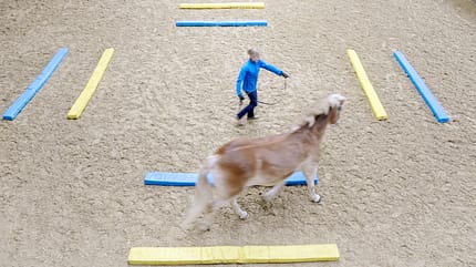 CAVALLO Kreativ kringeln, die Volte, Pferd Longentraining durch blaugelbe Gassen CAVALLO Kreativ kringeln, die Volte, Pferd Longentraining durch blaugelbe Gassen