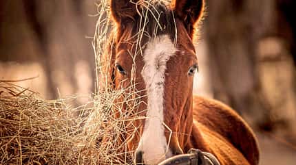 CAVALLO Dossier Stress im Stall, Pferdekopf mit Heu bedeckt, im Sonnenlicht CAVALLO Dossier Stress im Stall, Pferdekopf mit Heu bedeckt, im Sonnenlicht