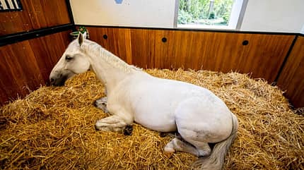 CAVALLO Dossier Stress im Stall, weißes Pferd Schimmel liegt im Stall im Stroh CAVALLO Dossier Stress im Stall, weißes Pferd Schimmel liegt im Stall im Stroh