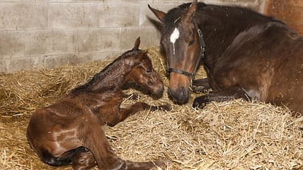 CAVALLO Doktor KI, Mutterpferd Stute liegt mit frischgeborenem Fohlen in der Box auf Stroh CAVALLO Doktor KI, Mutterpferd Stute liegt mit frischgeborenem Fohlen in der Box auf Stroh