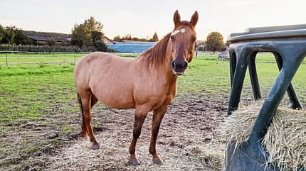 CAVALLO Futter für den Magen, Glenda (26) Pferd steht auf Weide neben Futterstand und schaut in die Kamera CAVALLO Futter für den Magen, Glenda (26) Pferd steht auf Weide neben Futterstand und schaut in die Kamera