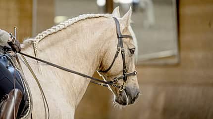 CAVALLO Gutes Reiten - So soll es aussehen, beigefarbenes Pferd, Kopf mit Trense, Falbe von seitlich hinten beim Reiten CAVALLO Gutes Reiten - So soll es aussehen, beigefarbenes Pferd, Kopf mit Trense, Falbe von seitlich hinten beim Reiten