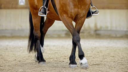 CAVALLO Schulterherein - Unser Wundermittel, Pferdebeine bei Schulterherein CAVALLO Schulterherein - Unser Wundermittel, Pferdebeine bei Schulterherein
