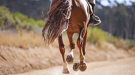 CAVALLO Hufbearbeiter, Pferd galoppierend von hinten auf Weg CAVALLO Hufbearbeiter, Pferd galoppierend von hinten auf Weg